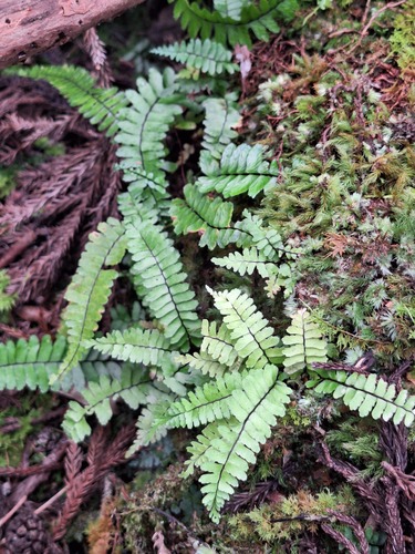 Asplenium normale observed 2026-10-03