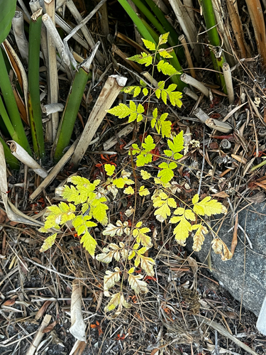 Koelreuteria bipinnata, 2026-10-06
