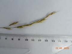 Helictotrichon desertorum