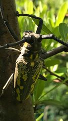 Batocera lineolata