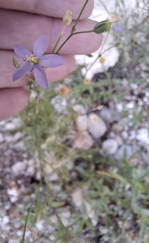 Stewart's Gilia