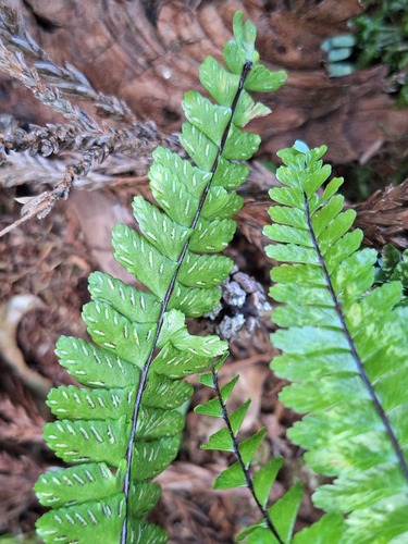 Asplenium normale observed 2026-10-03
