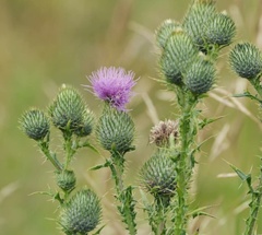 Cirsium vulgare