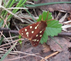 Arctia aulica