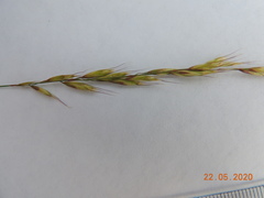 Helictotrichon desertorum