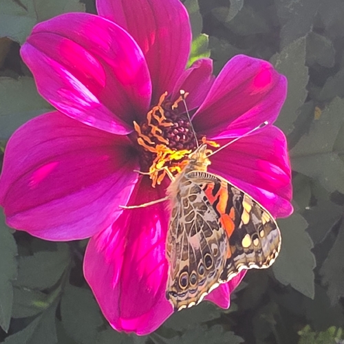 Painted Lady