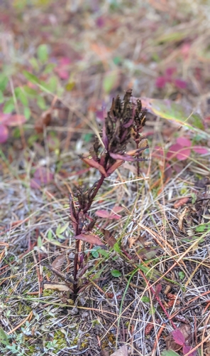 Gentianella amarella observed 2026-10-03