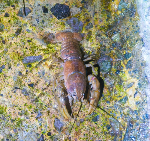 Cambaroides similis observed 2026-10-05