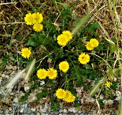 Crepis bursifolia