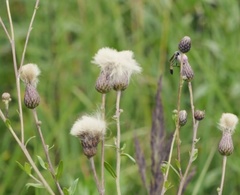 Cirsium arvense