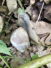 Helix pomatia