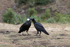 Corvus crassirostris
