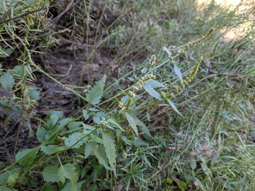 Agastache micrantha, 2026-10-06