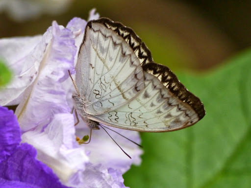 Common Glider
