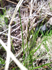Carex muricata