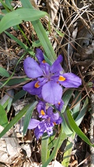 Iris verna