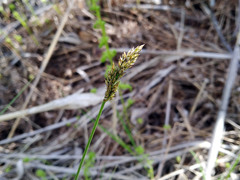 Carex muricata