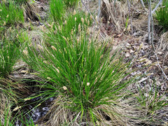 Carex muricata