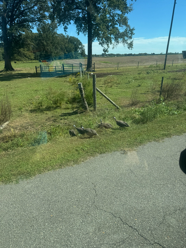 Helmeted Guineafowl