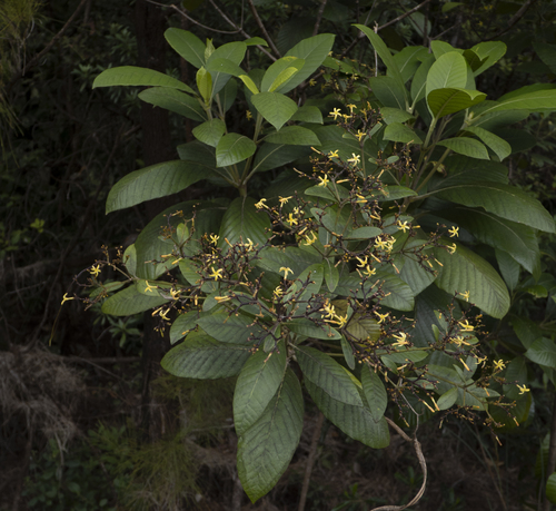 Alstonia vieillardii observed 2026-09-14