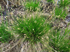 Carex muricata