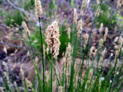 Carex muricata