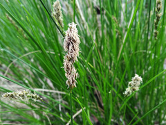 Carex muricata