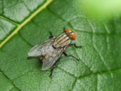 Sarcophagidae