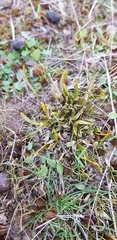 Carmichaelia corrugata