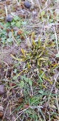 Carmichaelia corrugata