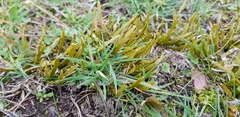 Carmichaelia corrugata