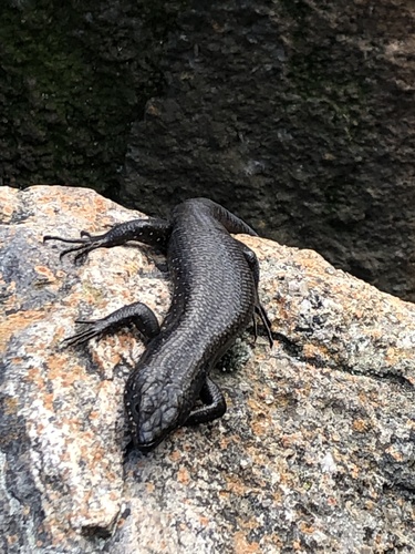 Tree Skink
