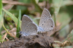 Hemiargus hanno hanno