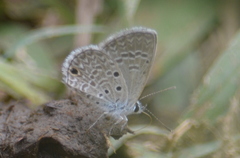 Hemiargus hanno hanno
