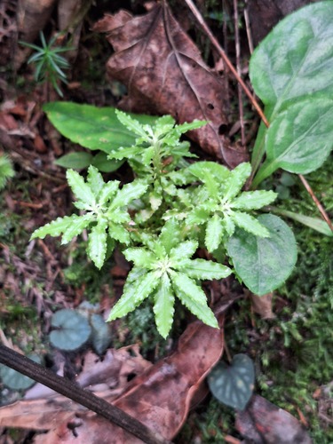 Huperzia serrata observed 2026-10-03