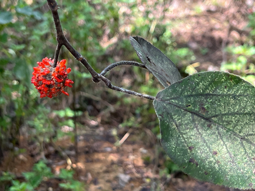 Paper mulberry