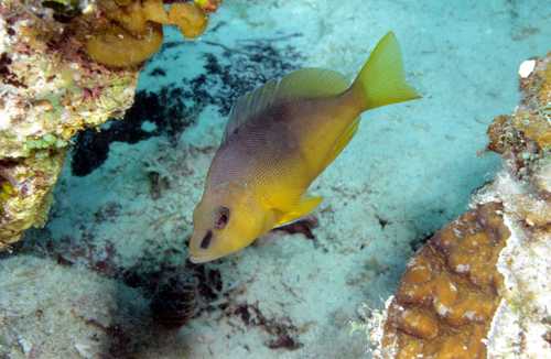 Yellowbelly hamlet (Hypoplectrus aberrans) — Serranidae — 3