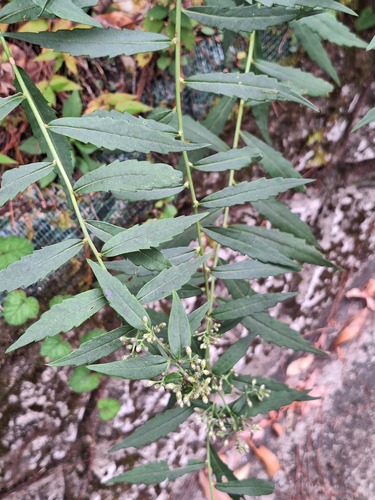 Aster taiwanensis observed 2026-10-03