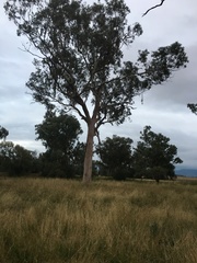 Eucalyptus moluccana