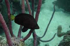 Hypoplectrus chlorurus