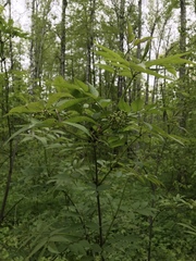 Sambucus racemosa