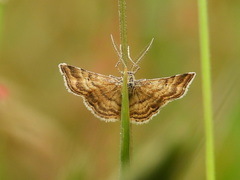 Emmiltis pygmaearia