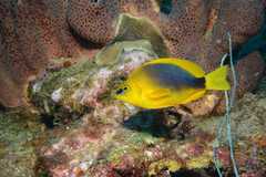 Hypoplectrus guttavarius