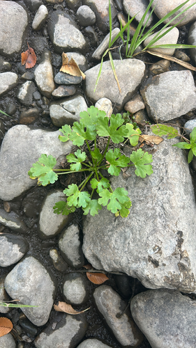 cursed crowfoot