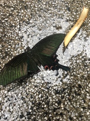 Papilio bianor