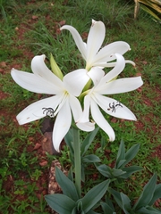 Crinum jagus