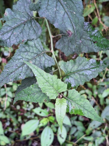 Senecio scandens observed 2026-10-03