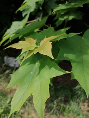 Acer platanoides