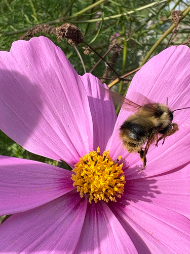 Fuzzy-Horned Bumble Bee