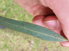 Thaumastocoris peregrinus